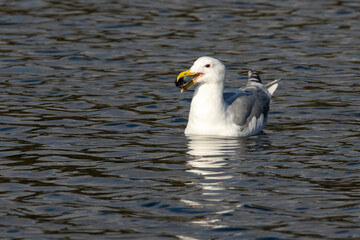 Seagull hunting for Clams