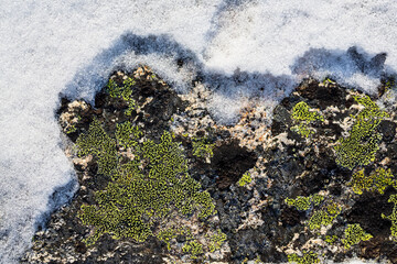 Wall Mural - lichen stone in the snow. natural winter background. closeup top view. the nature of the arctic. pol