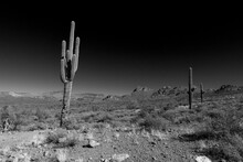 Giant Saguaros In The Beautiful Sonora Desert In Black And White