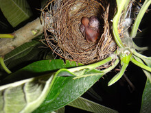 Nest With Eggs And Baby Bird