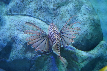 fish in aquarium