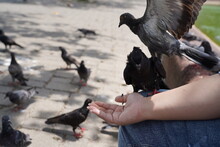 Pigeons On The Hand