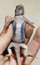 Western Fence Lizard Adult Male Held By Human Hand Showing The Blue Ventral Side. San Francisco Bay Area, California, USA.
