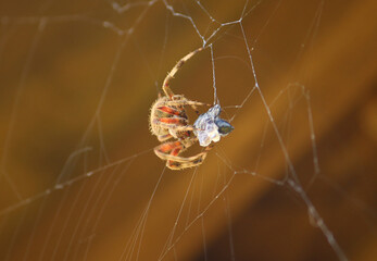 spider eating prey