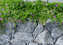 Pink Flower Hedge Along A Stone Wall. 