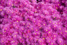 Background Of Small Purple Flowers. Pink Asters In The Garden, Pink Daisies Texture. Violet Chamomile Background. Pink And Purple Moss Phlox Flowers. Top View.