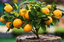 Little Mandarin Tree With Fruits