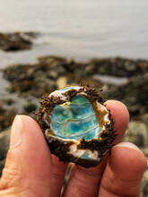 A Hand Holding An Empty Chiton Shell With A Blue Interior And A Beach In The Background