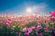 © tortoon - Natural view cosmos filed and sunset on garden background