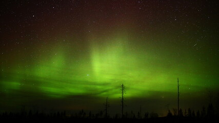 Aurora with soft clouds and tree silhouettes