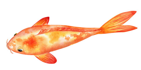 Orange Koi carp watercolor illustration. Japanese traditional Fish isolated on white background