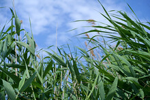 High Green Grass Against The Sky With Sunlight In The Summer, Reeds Against The Sky