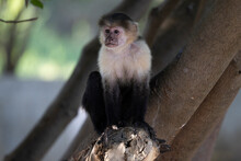 Mono En Libertad En Su Entorno Natural Selvático.