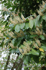 Wall Mural - Cherry laurel bush with many white flowers on branches on a sunny day. Close-up of Prunus laurocerasus in bloom