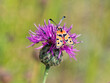 Scenic view of a moth with colorful wings perched on a thistle flower on a blurred background