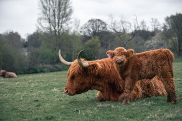 Poster - Beautiful shot of an adult Scottish Highland Cow with its Calf resting on the grass during daytime