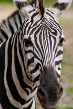 Vertical Closeup Of A Zebra's Face Looking At The Camera
