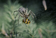 © Mati Krawczyk/Wirestock Creators - Spider eating a ladybug after it got caught in the web