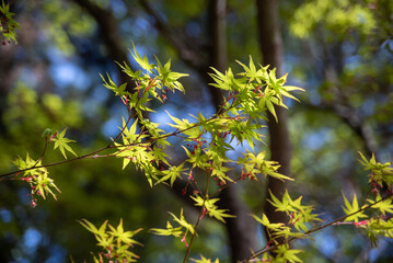 closeup shot of green japanese maple leaves on the tree on a sunny day with blurred background