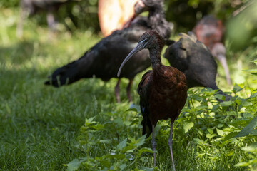 closeup shot of brown ibis birds on the grass