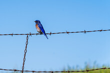 Low Angle Closeup Of A Beautiful Bluebird Standing On A Metal Fence On A Blue Sky Background