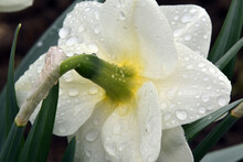 Closeup Of A White Daylilies Flower Back Part