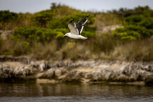 Seagull Flying Over The Sea In Victoria Coastline, Australia