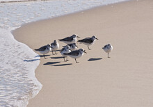 Group Of Sand Plover Birds On The Beach Near Cape Hatteras, North Carolina