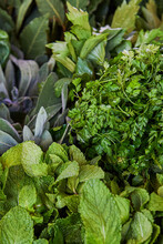 Selective Focus Shot Of Fresh Green Leafy Herbs In The Market