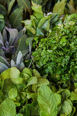 Wall Mural - Selective focus shot of fresh green leafy herbs in the market