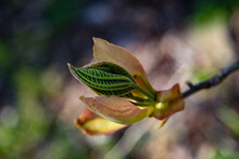 Closeup Shot Of A Green Bud On A Tree Branch