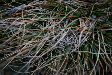 Close-up shot of the green brown dried grass field