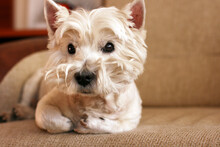 Cute West Highland White Terrier Lies In Sofa