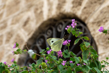Soft Focus Of A Cabbage Butterfly Drinking Nectar From Purple Flowers