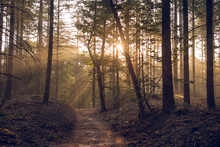 Unpaved Road Amid Dense Trees In The Foggy Forest With Sunlight