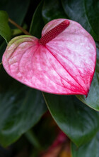 Vertical Closeup Shot Of A Pink Anthurium Flower