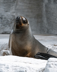 Wall Mural - Vertical shot of a Sea lion lying on a rock in it's habitat