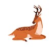 Cute bambi deer lying. Spotted reindeer sleeping. Adorable graceful fawn animal with antlers horns resting with closed eyes. Colored flat vector illustration isolated on white background