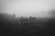 horses in the fog, konie na polanie, pastwisku o poranku w mglisty jesienny dzień