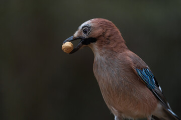 Poster - Closeup shot of an Eurasian jay bird perched on a twig with a seed in its beak on blurred background