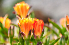 Group Of Flowers Of The Pigface Orange Or Mesem Plant (Mesembryanthemum) Of The Aizoaceae Family In Early Spring With The Bud Still Closed But Beginning To Open