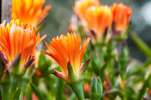 Group Of Flowers Of The Pigface Orange Or Mesem Plant (Mesembryanthemum) Of The Aizoaceae Family In Early Spring With The Bud Still Closed But Beginning To Open