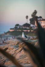 Vertical Selective Focus Shot Of A Cute Seagull Sitting On A Rock At A Beach During A Sunset
