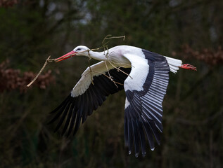 Poster - Beautiful shot of a flying White stork with a twig in its mouth with blurred trees in the background