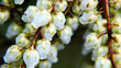 Selective focus shot of the branches of Pieris japonica
