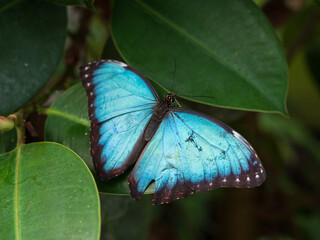 Closeup shot of a beautiful blue butterfly on a plant