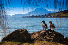 Two Ducks On A Rock In Front Of A Lake And Mountains Pilatus Küssnacht Luzern Romantic Couple