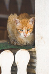 Poster - Vertical shot of a red cat lying on a rug near a white fence