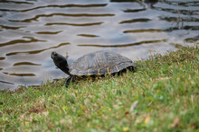 Closeup Of A Turtle On A Grass Near A Lake