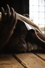 Canvas Print - Vertical shot of an orangutan with food in its mouth lying on wooden planks